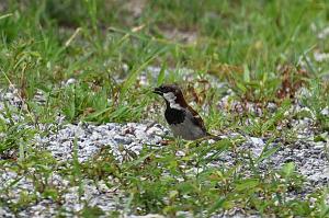 Sparrow, House, 2025-07119593 Tower Hill Botanic Garden, MA
